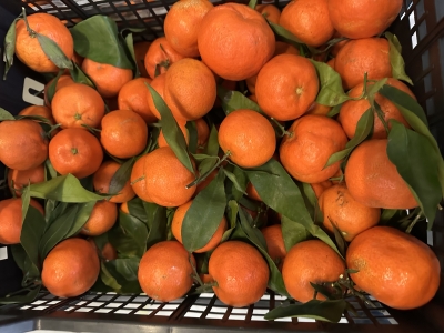 Mandarinky Clementine 1kg (IMG_6862.jpeg)